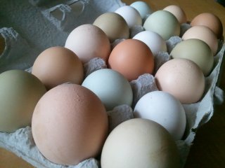 Colored eggs for Easter