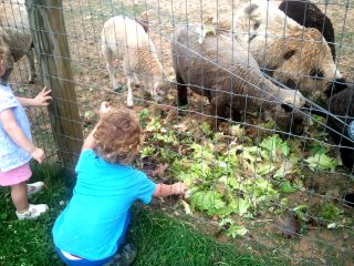 the sheep are happy to get lettuce